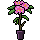 Camelia

