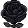 US519: Rosa negra