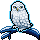 RARE Snowy Owl