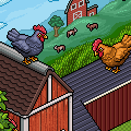Chicken Coop