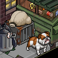HabboQuests National Dog Day