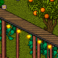 [Habbion] Wild Oranges