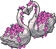 spromo_swanlovelock_feb25